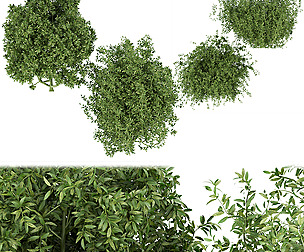 Collection plant vol 226 - leaf - ble - 3ds - c4d