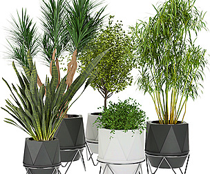 Collection plant vol 229 - leaf