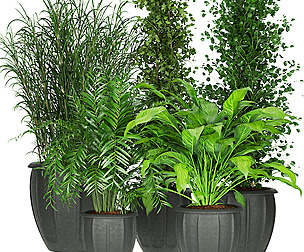 Collection plant vol 231 - leaf - ble - 3ds - c4d