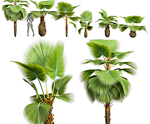 Pritchardia Pacifica Small Garden Decorative