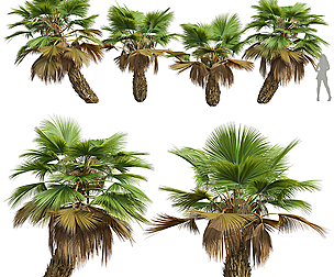 New Plant High detail Pritchardia Pacifica Small