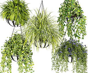 Collection plant vol 240 - leaf - ble - 3ds - c4d
