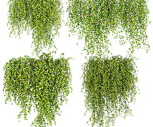 Collection plant vol 245 - leaf  - ble - 3ds - c4d