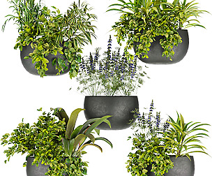Collection plant vol 247- leaf - ble - 3ds - c4d