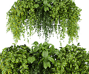 Collection plant vol 248 - ivy - ble - 3ds - c4d