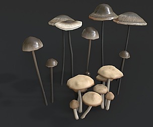 Fairy Ring and Garlic Parachute Mushrooms