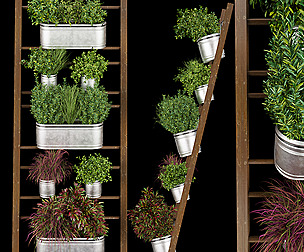 Collection plant vol 250 - ble - 3ds - c4d