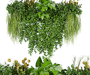 Collection plant vol 252 - ble - 3ds - c4d