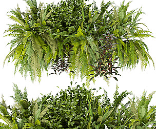 Collection plant vol 254 - ble - 3ds - c4d