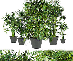 Collection plant vol 256 - ble - 3ds - c4d