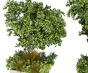 Collection plant vol 258 - ble - 3ds - c4d