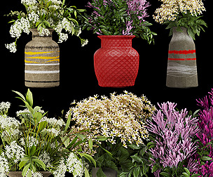 Collection plant vol 259 - ble - 3ds - c4d
