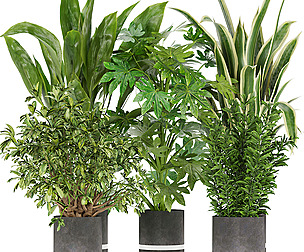 Collection plant vol 263 - ble - 3ds - c4d
