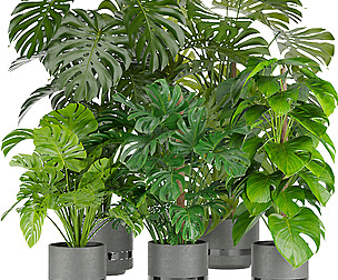 Collection plant vol 264 - ble - 3ds - c4d