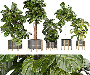 Collection plant vol 270 - ble - 3ds - c4d