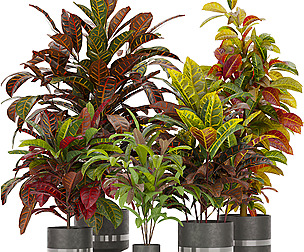 Collection plant vol 271 - ble - 3ds - c4d
