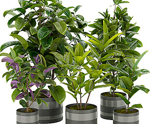 Collection plant vol 272 - ble - 3ds - c4d