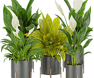 Collection plant vol 274 - ble - 3ds - c4d