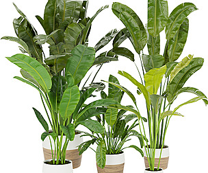 Collection plant vol 275 - ble - 3ds - c4d
