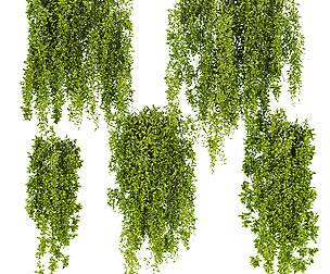 Collection plant vol 281 - ble - 3ds - c4d