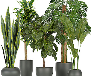 Collection plant vol 286 - ble - 3ds - c4d