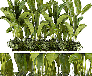 Collection plant vol 289 - ble - 3ds - c4d