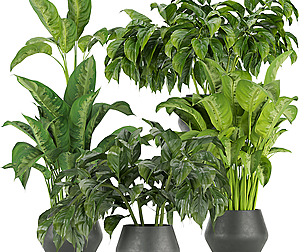 Collection plant vol 290 - ble - 3ds - c4d