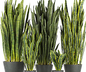 Collection plant vol 292 - ble - 3ds - c4d