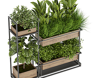 Collection plant vol 296 - ble - 3ds - c4d
