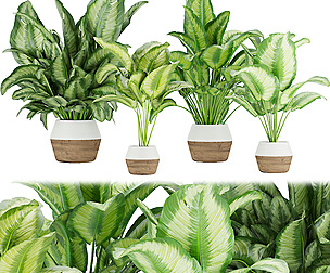 Collection plant vol 298 - ble - 3ds - c4d