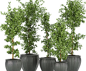 Collection plant vol 299 - ble - 3ds - c4d