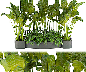 Collection plant vol 301 - ble - 3ds - c4d