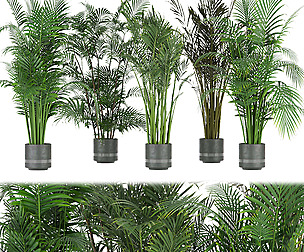 Collection plant vol 307- ble - 3ds - c4d