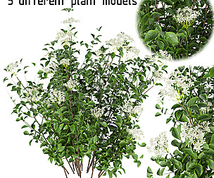 Collection plant vol 308 - ble - 3ds - c4d