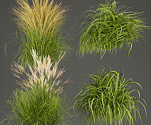 Collection plant vol 310 - ble - 3ds - c4d