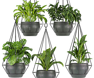 Collection plant vol 312 - ble - 3ds - c4d