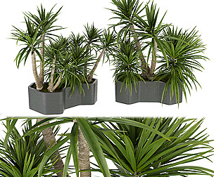 Collection plant vol 321 - ble - 3ds - c4d