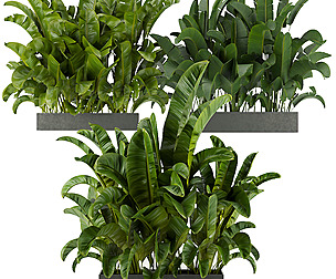 Collection plant vol 322 - ble - 3ds - c4d