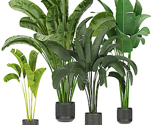 Collection plant vol 328 - ble - 3ds - c4d