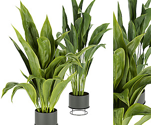 Collection plant vol 329 - ble - 3ds - c4d