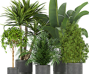 Collection plant vol 330 - ble - 3ds - c4d