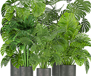 Collection plant vol 334 - ble - 3ds - c4d