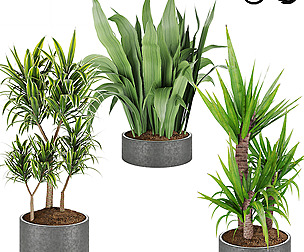 Collection plant vol 6 - free