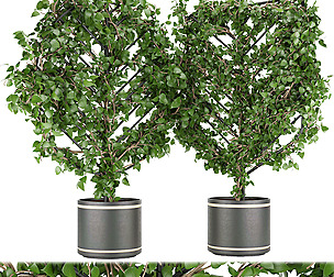 Collection plant vol 101 - free