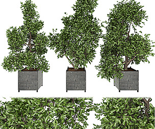 Collection plant vol 104 - free