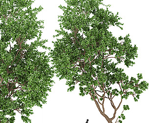 Collection plant vol 111 free