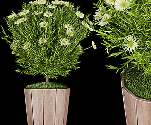 Collection plant vol 127 - free
