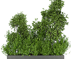 Collection plant vol 144 - free