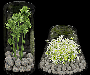 Collection plant vol 146 - free