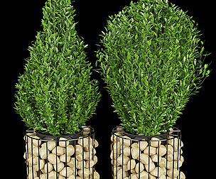 Collection plant vol 169 - free